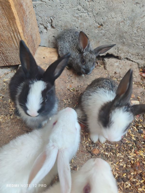 Quyonlar 7 dona sotiladi