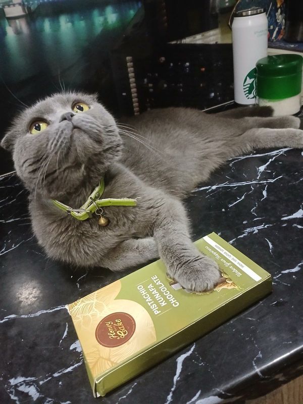 Отаси британ онаси скотиш фолд киз бола мушуча сотилади