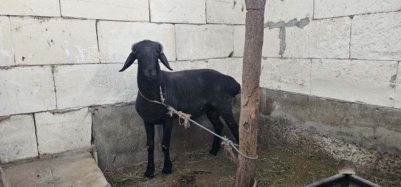 Кучкор сотилади. Кучкор сотилади.