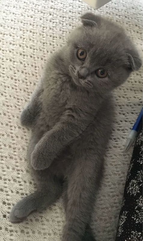 Продаются котята скотиш фолд мальчик и скотиш страйт девочка Продаются котята скотиш фолд мальчик и скотиш страйт девочка