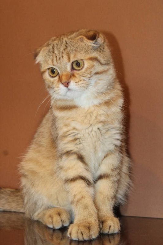 Вислоухая девочка скоттиш фолд Вислоухая девочка скоттиш фолд