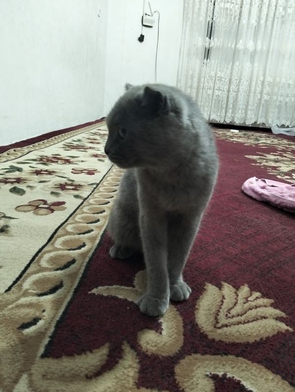 Mushuk toza va aqili