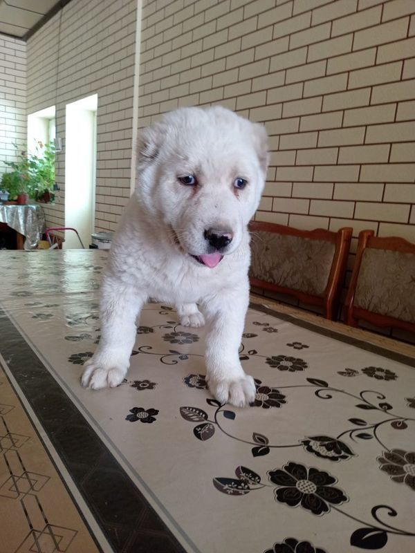 2 oylik Alabay kuchuk 2 oylik Alabay kuchuk