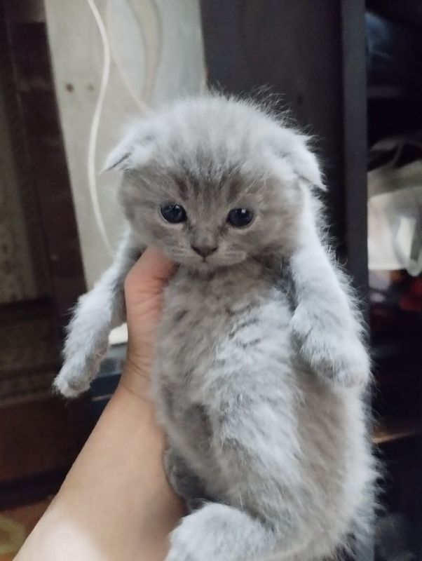 Продаю котят шадлаеские Продаю котят шадлаеские
