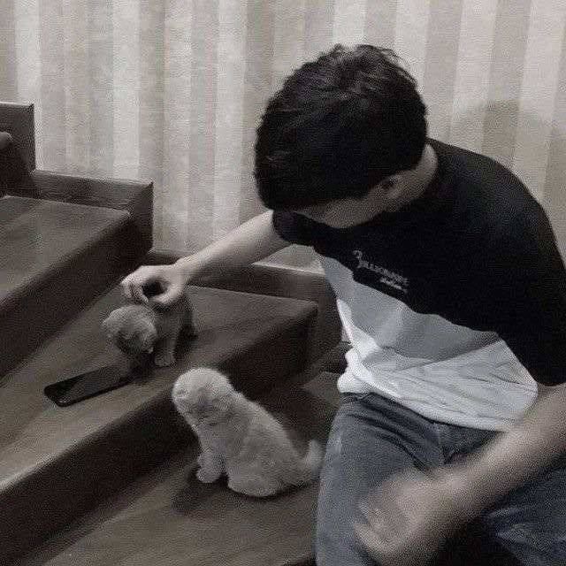 mushukcalar mushukcalar