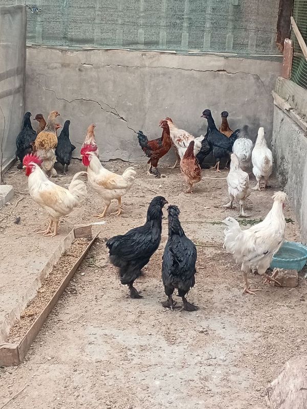 17 ta tovuq 6 oylik