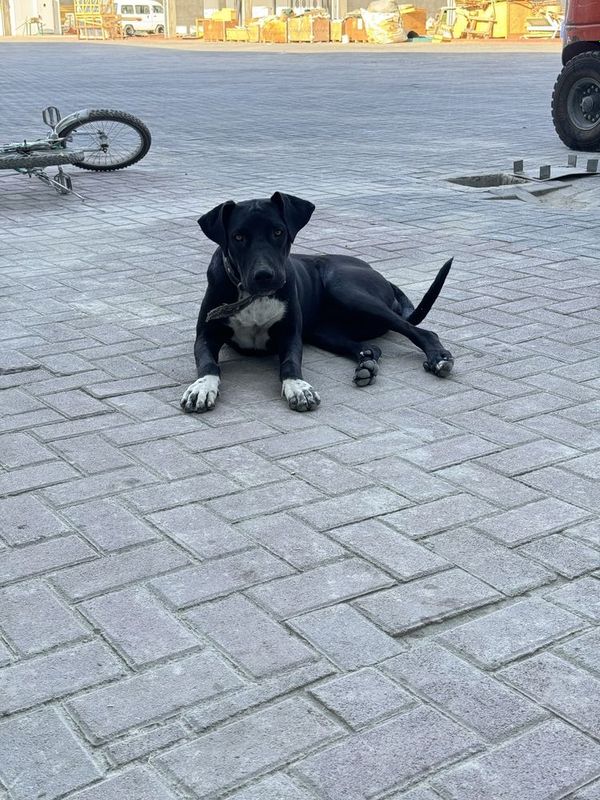 Otdam dobrie ruki devochka 3 meses