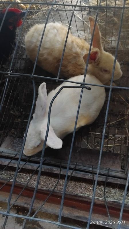 Quyonlar sotiladi Quyonlar sotiladi