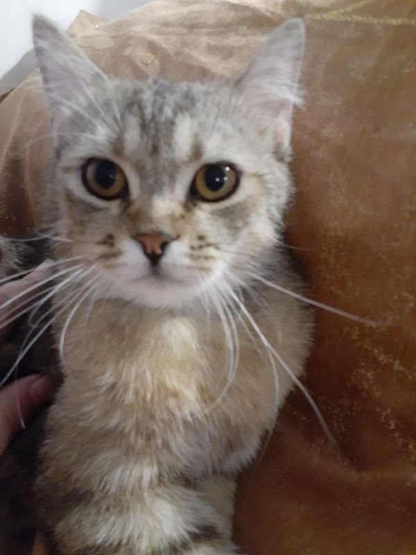 Продаётся котик ! Продаётся котик !