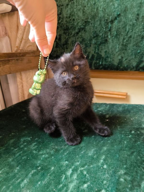 Котенок, кошка, кот, котики, котята Котенок, кошка, кот, котики, котята