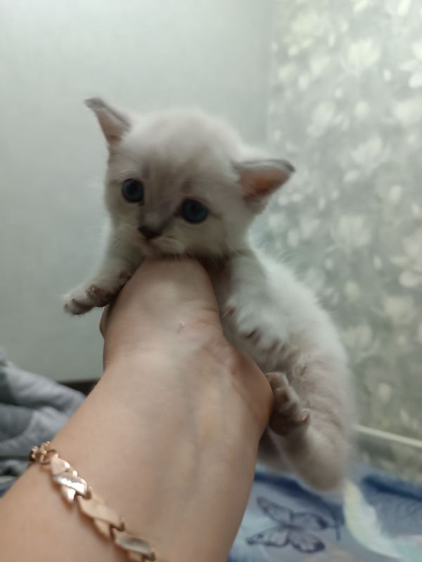 Котята мальчики и девочки страйт Котята мальчики и девочки страйт