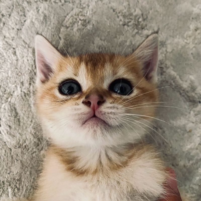 Срочно !!! Кошка золотая шиншилла прямоухая милая и энергичная Срочно !!! Кошка золотая шиншилла прямоухая милая и энергичная