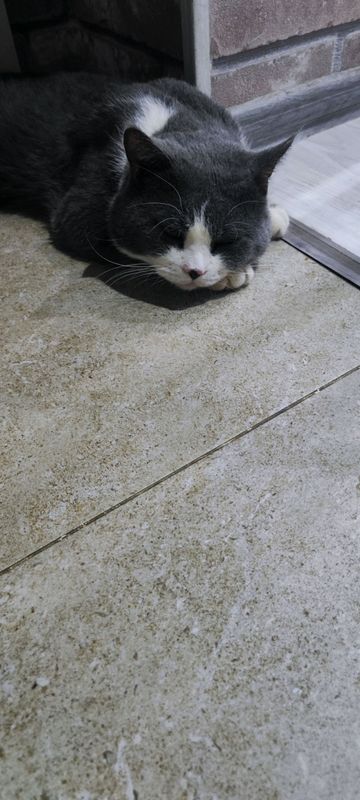 Британский скотиш страйт