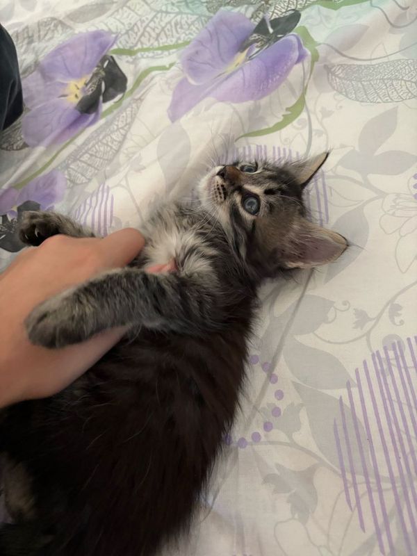 Сибирский котенок( противоаллергенный)
