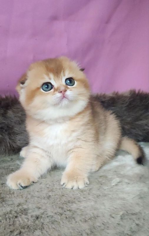 шикарные котята