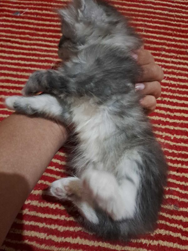 котята в Ургенче