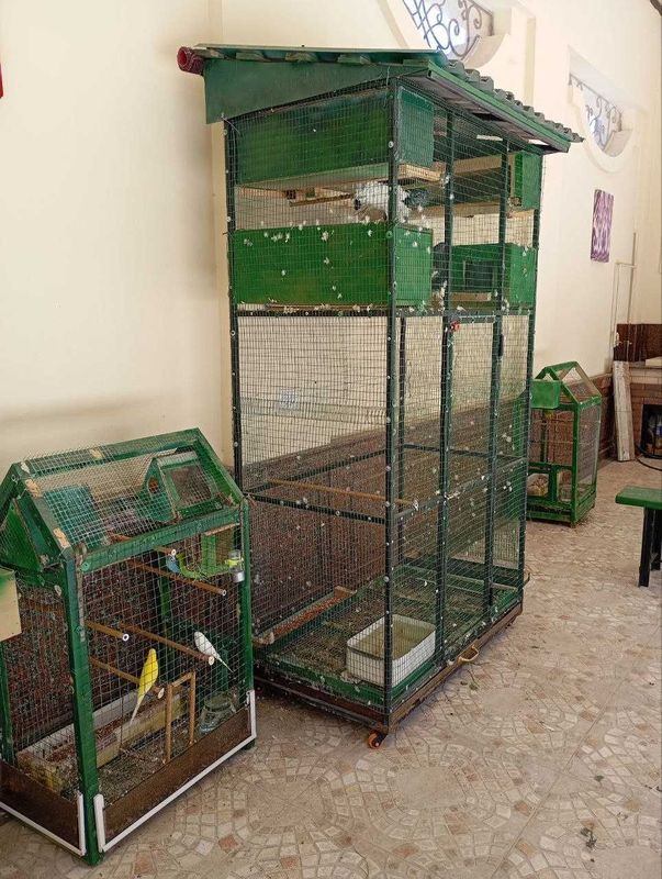 Продам волнистых попугаев и голубей породы павлин. Продам волнистых попугаев и голубей породы павлин.