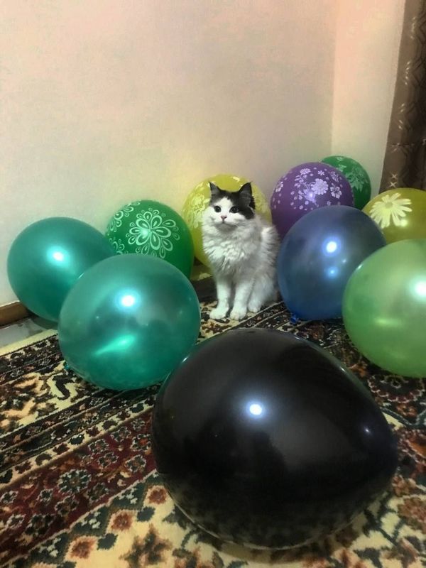 Regdoll mushuk qizbola 2 yosh Regdoll mushuk qizbola 2 yosh