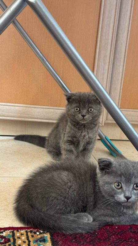 Котята Скоттиш Фолд Котята Скоттиш Фолд