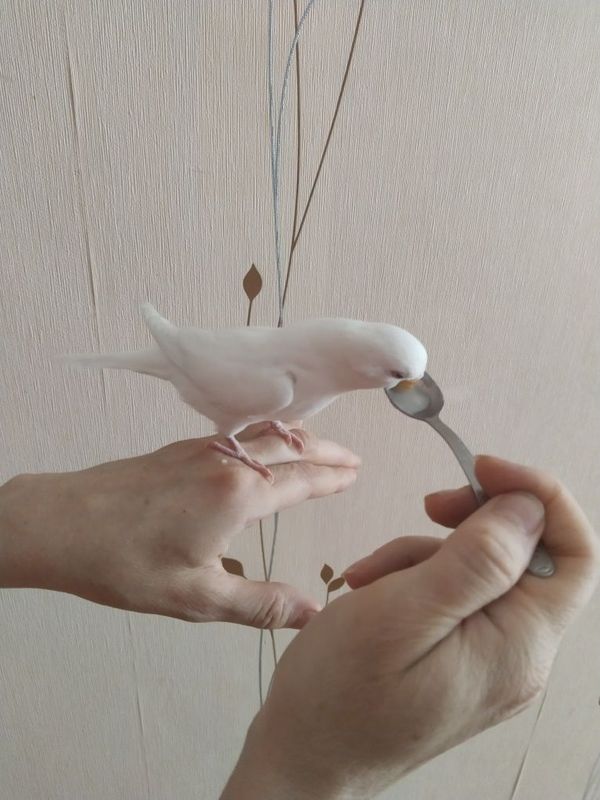Попугай ЧЕХ выкормыш. Попугай ЧЕХ выкормыш.
