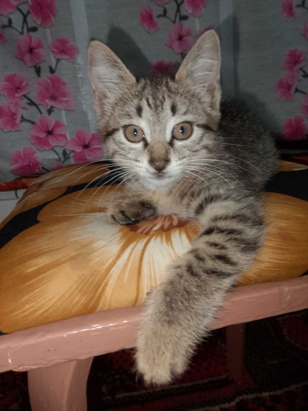 Котёнок в добрые руки