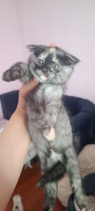 Продаются шотландские вислоухие кошечки 1.5 месяца Продаются шотландские вислоухие кошечки 1.5 месяца