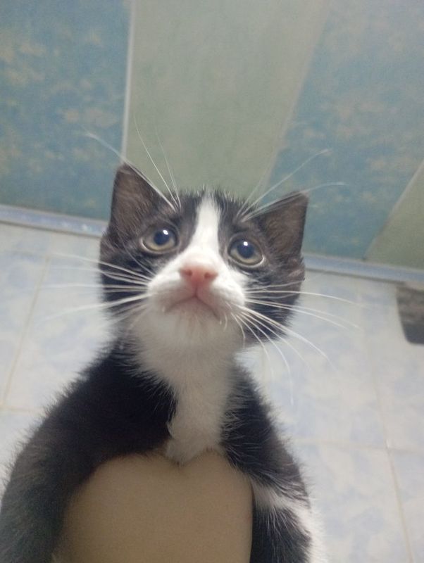 Отдадим котят в добрые руки Отдадим котят в добрые руки
