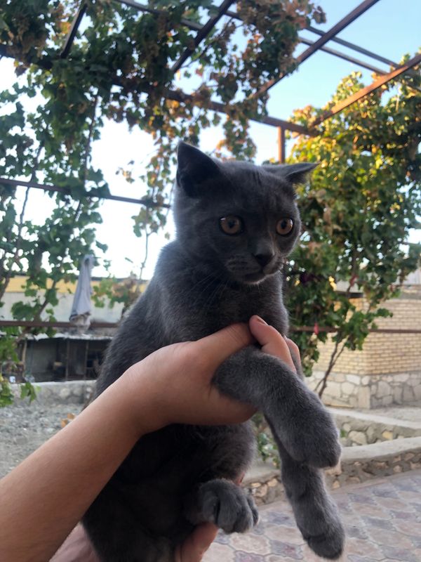 Кот Скоттиш фолд