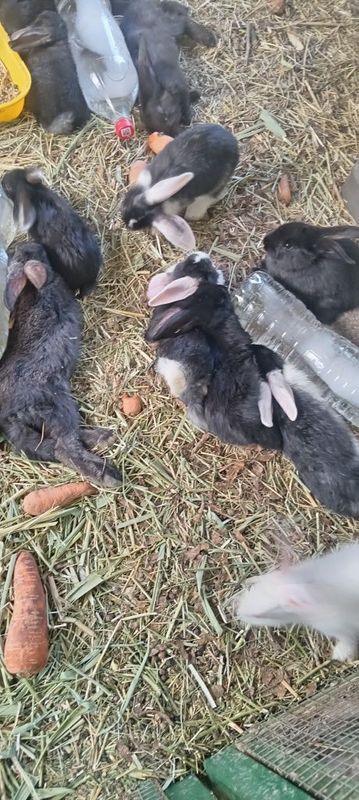 Quyonlar sotiladi 1-2 oylik Quyonlar sotiladi 1-2 oylik