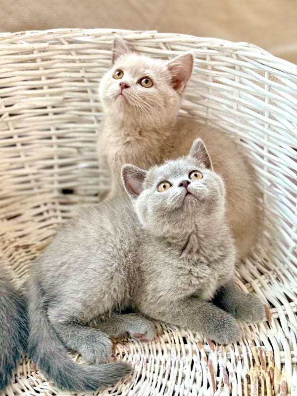 British shorthair British shorthair