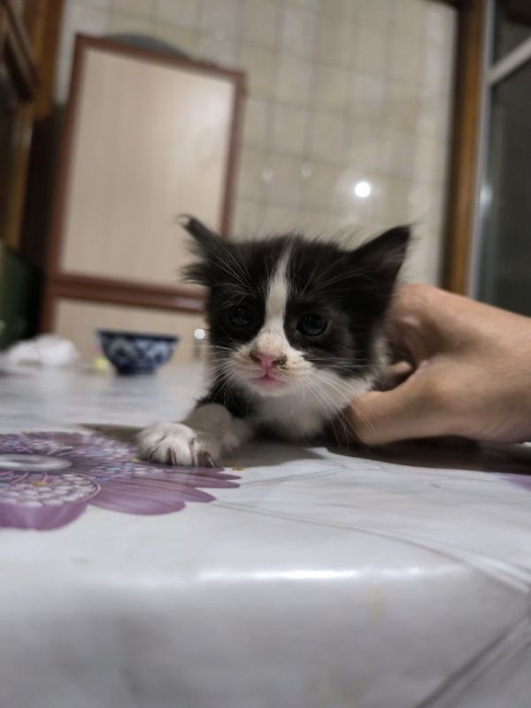 Котёнок 1,5 месяца. Мушикчани боласи 1,5 ой. Котёнок 1,5 месяца. Мушикчани боласи 1,5 ой.