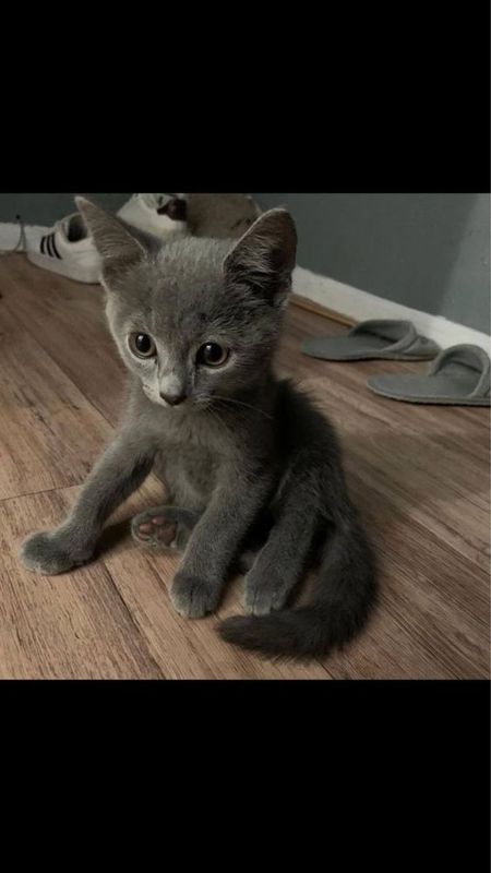 Самый ласковый котенок-Леся в поисках дома