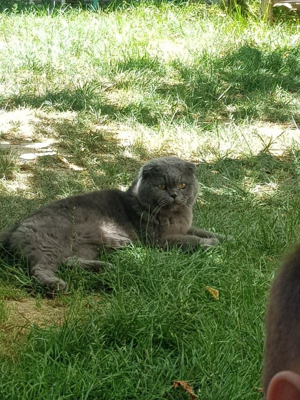 Потерялся Котттт! Потерялся Котттт!