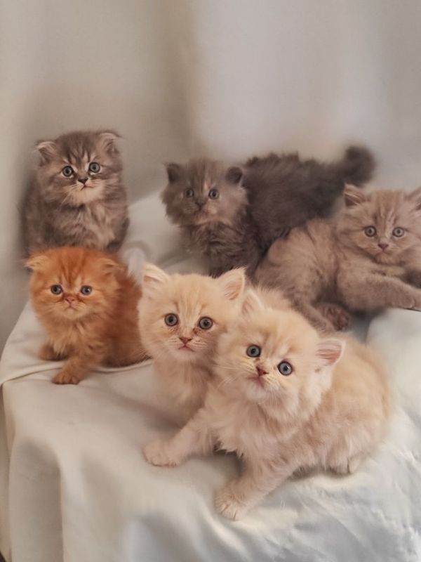 Продаются котята
