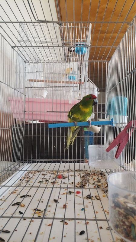 Какарики новозиланский