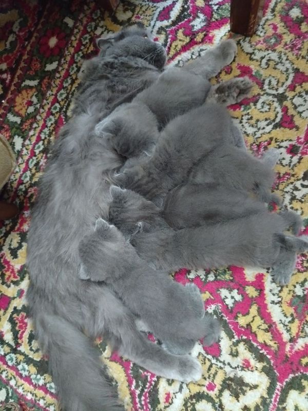 Чистокровные котята, "шотландский веслоух" 45 дневные Чистокровные котята, "шотландский веслоух" 45 дневные