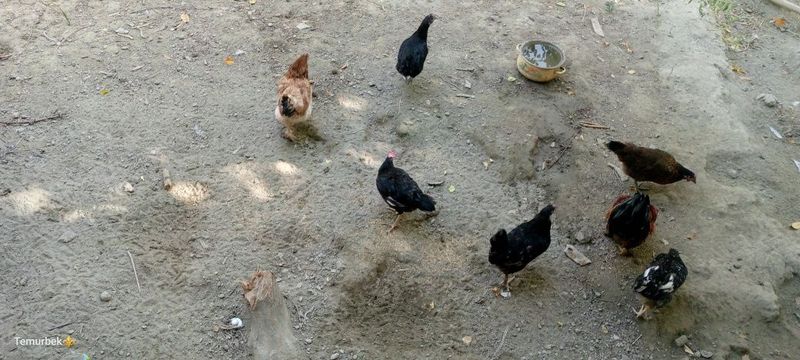 Xonaki tovuqlar sotiladi Xonaki tovuqlar sotiladi