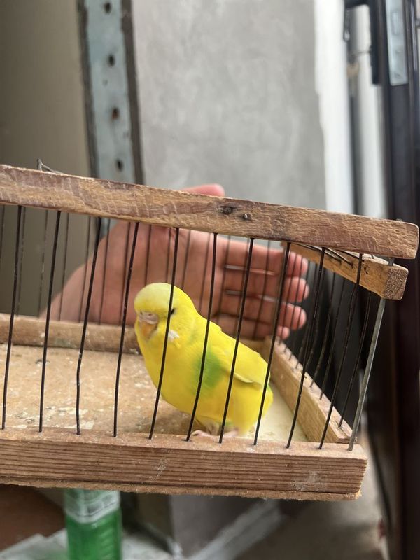 Volnistiy toʻti sotiladi Volnistiy toʻti sotiladi