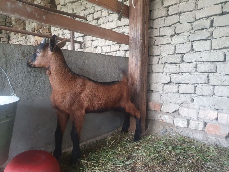 Alpin echki bolasi sotiladi takacha zoti toza чех алпин Alpin echki bolasi sotiladi takacha zoti toza чех алпин