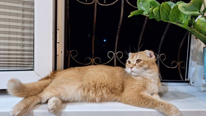 Приучен к лотку. Умный кот Приучен к лотку. Умный кот