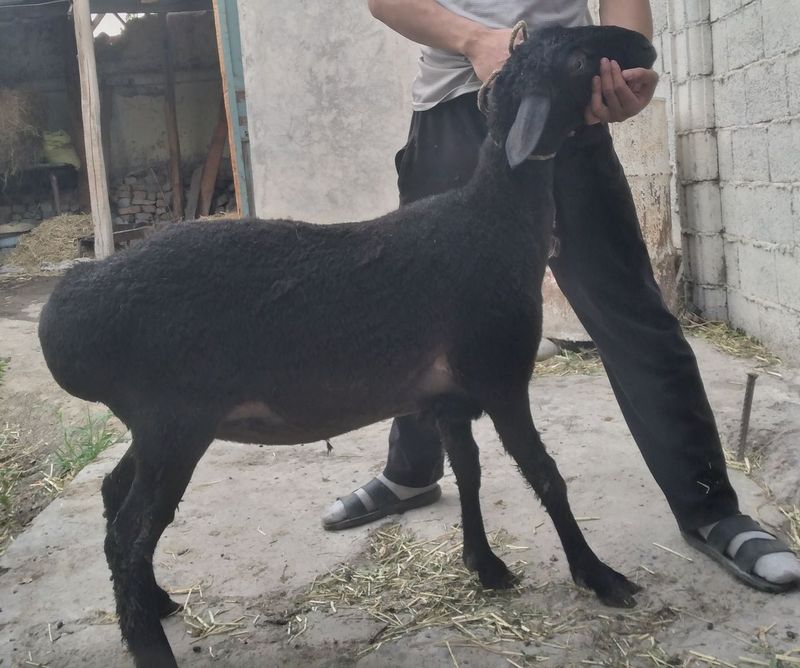 Sovliq semiz qòy Sovliq semiz qòy
