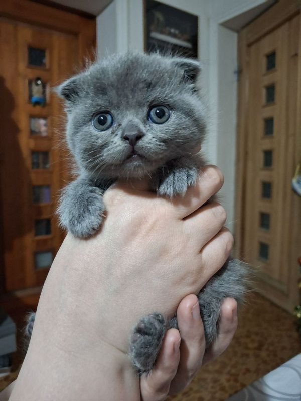 Шотландские Вислоухие котята Фолд Шотландские Вислоухие котята Фолд