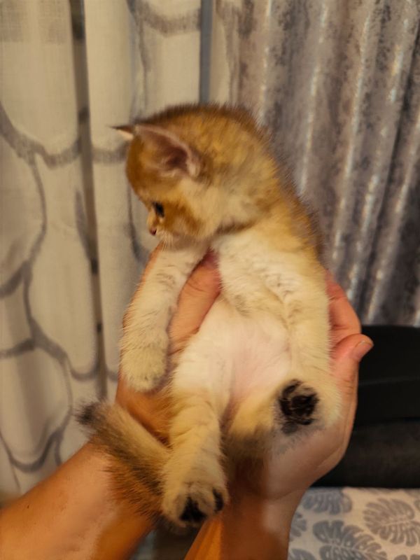 Британские короткошерстные шиншиллы Британские короткошерстные шиншиллы