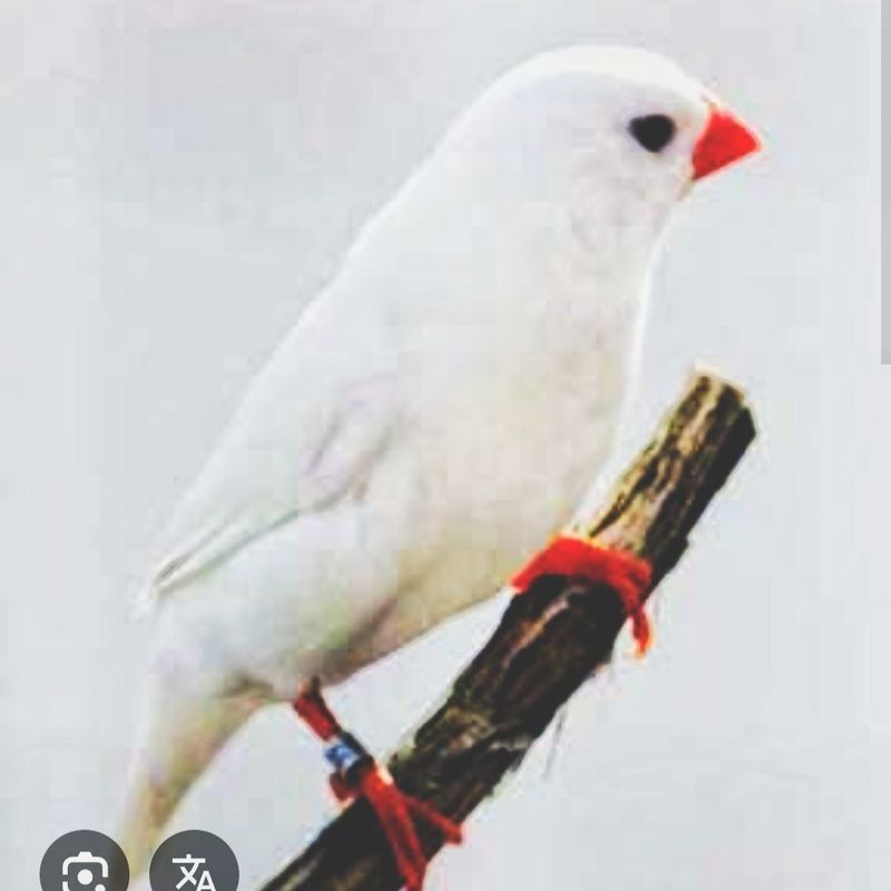 Amadina амадина , Amadina амадина ,
