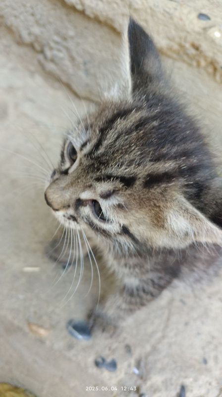 Отдам домащних котят в добрые руки Отдам домащних котят в добрые руки