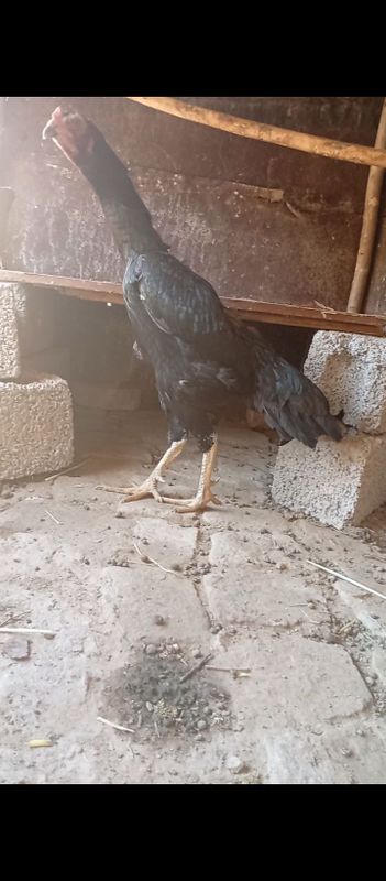 Tulle tovuq sotiladi kotta yirik tovuq Tulle tovuq sotiladi kotta yirik tovuq