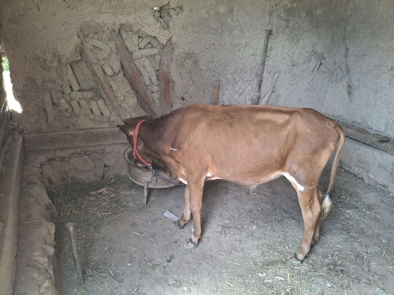 Buqacha sotiladi