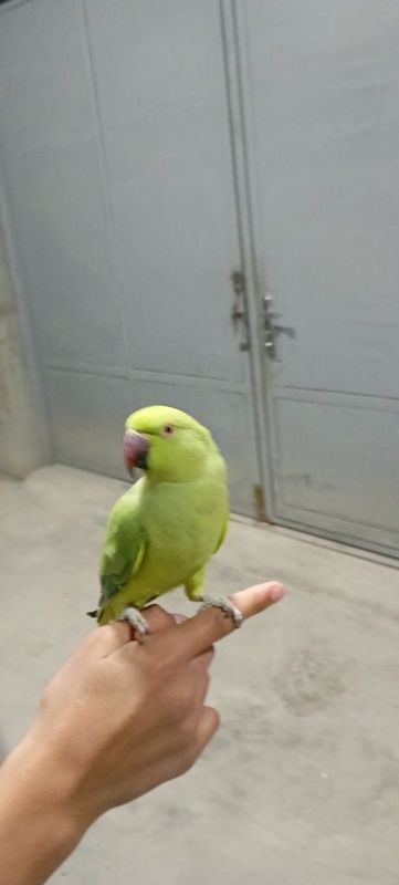 Anjirela ruchnoy Anjirela ruchnoy
