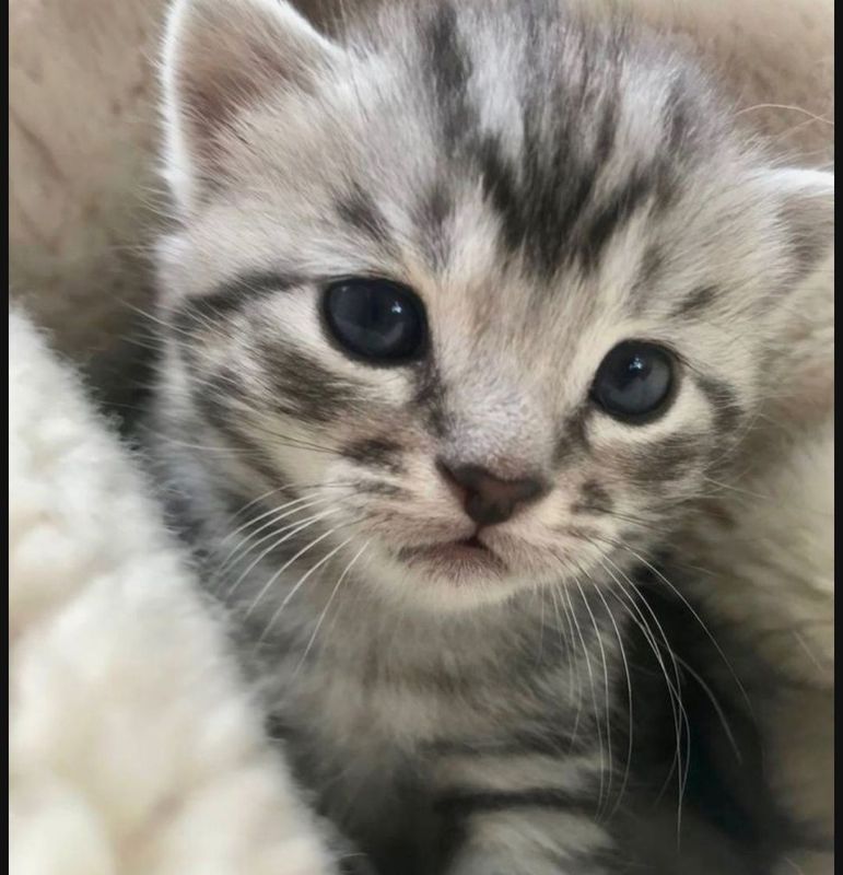 British shorthair British shorthair