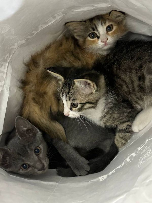 Отдаю котят добрые руки ласковые игровые Отдаю котят добрые руки ласковые игровые